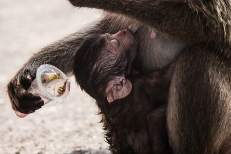 Mother monkey with baby monkeyの写真素材