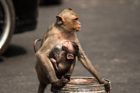 Mother monkey with baby monkey