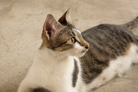 Cat sitting on the floorの写真素材