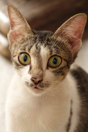 Cat with big eyesの写真素材