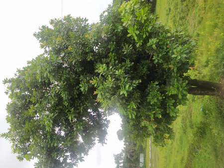Green tree in the park. Beautiful green leaves on the tree.