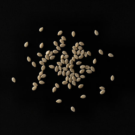 Overhead shot of scattered sesame seeds against a stark black background. The seeds are illuminated with high-key lighting, creating a minimalist and clean aesthetic. The composition emphasizes texture and form.の素材