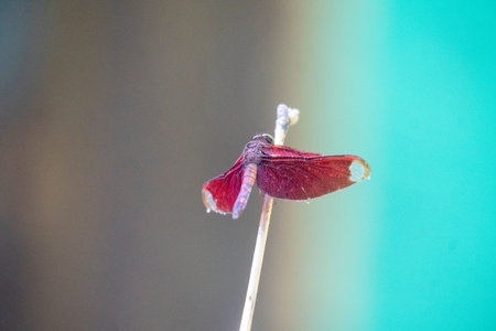 A red damselfly on a thin stick against a soft, blurred blue and brown backdrop In Netrokona, Bangladeshの写真素材