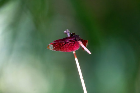 A vibrant red damselfly (crimson marsh glider) perched delicately on a stick with a blurred green background In Netrokona, Bangladeshの写真素材