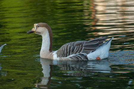 A goose  (Anser cygnoides) swimming gracefully on a reflective water surface In Netrokona, Bangladeshの写真素材