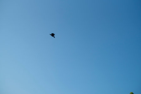 A lone bird flies through the expansive blue sky In Netrokona, Bangladeshの写真素材