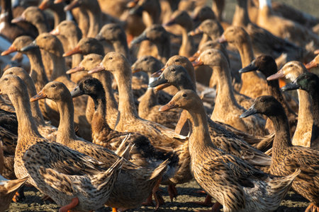 Ducks of varying feather patterns tightly packed in a sunny setting In Netrokona, Bangladeshの写真素材
