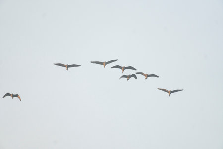 A flock of birds flying against a clear skyの写真素材