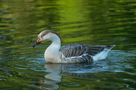 A goose (Anser cygnoides) swimming on calm water surrounded by greenery reflections In Netrokona, Bangladeshの写真素材