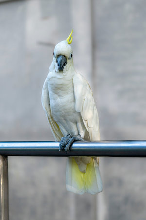 A white cockatoo(Cacatua alba) with a yellow crest perched on a metal bar, with a blurred backgroundの写真素材