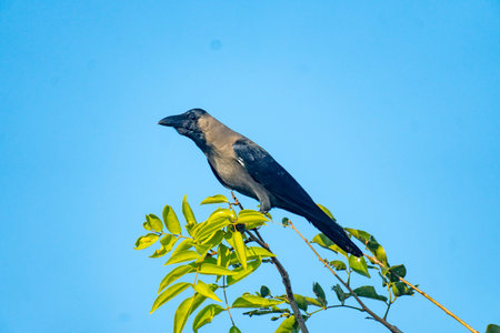 A crow  (Corvus splendens)  sits on a branch with vibrant green leaves against a blue sky In Netrokona, Bangladeshの写真素材