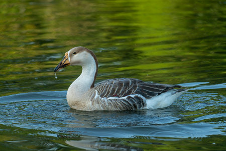 A goose  (Anser cygnoides) with water droplets on its beak swimming in a pond In Netrokona, Bangladeshの写真素材