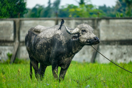 A large animal standing in a grassy field with a bird on its back, showcasing a rural settingの写真素材