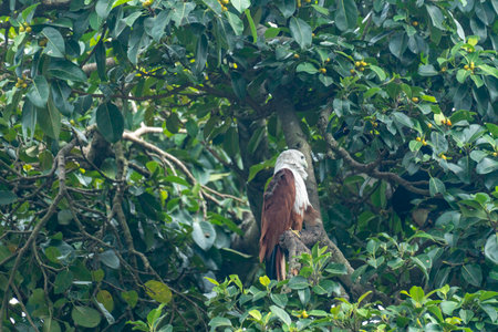 Eagle nesting amidst dense green leaves on a treeの写真素材