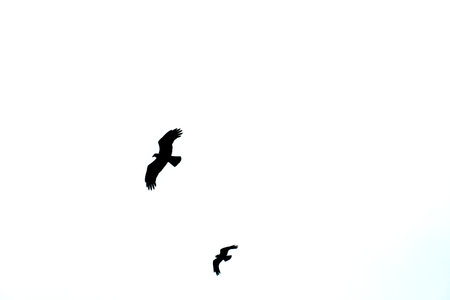 Silhouettes of birds flying against a white skyの写真素材