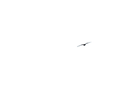 A solitary bird flies against a vast, white skyの写真素材