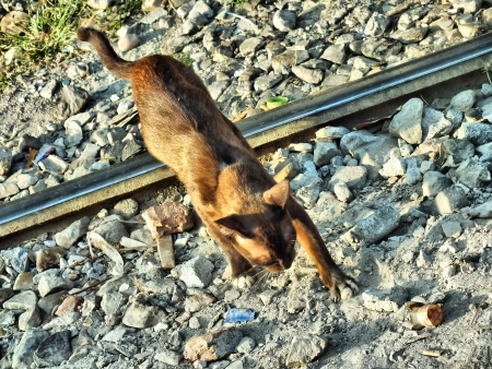 catの写真素材