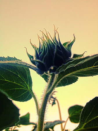Sunflowerの素材