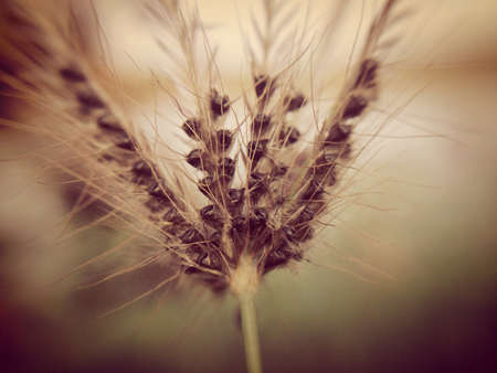 Grassの素材