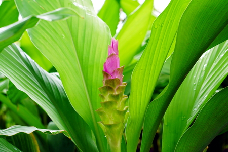 Pink siam tulip bud flower with fresh green leaf.の写真素材