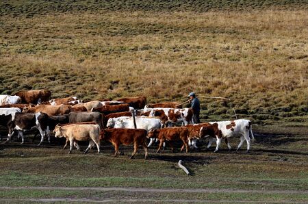 Grazing early in the morningの写真素材