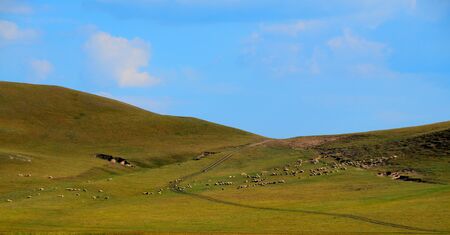 The vast grasslands of Inner Mongolia and grazing cattle and sheepの写真素材