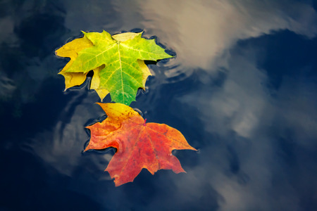 Leaf on the water at authimnの写真素材