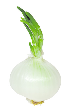 White onion isolated on a white backgroundの写真素材