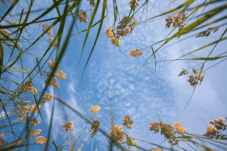 bottom view of the grass on the sky