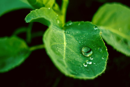 Green fresh leaf with water drops dew