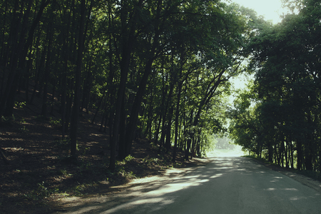 asphalt road through the summer beautiful green forest;の写真素材
