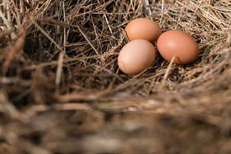 Chicken eggs in hay nest at outdoorの写真素材