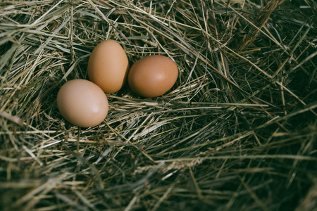 Chicken eggs in hay nest at outdoorの写真素材