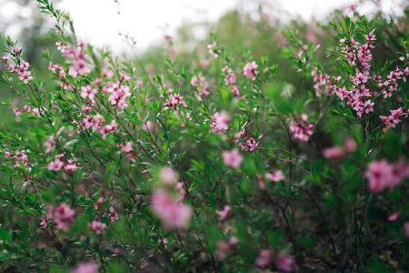 Bloom of flower wolfberry on green bushの写真素材