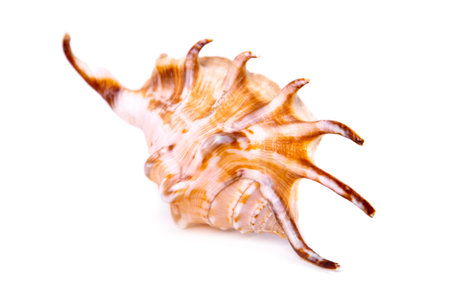 Sea shell isoalted on a white background
