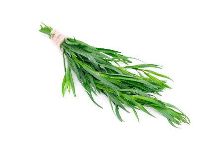 Fresh green estragon isolated on white backgroundの写真素材