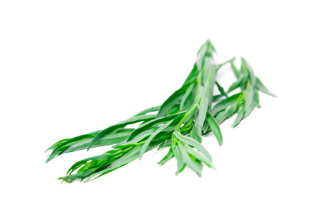 Fresh green estragon isolated on white backgroundの写真素材