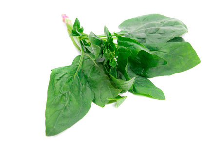 Fresh green spinach isolated on white background