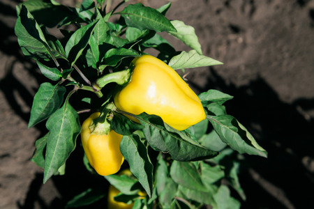 Yellow ripe bell pepper on bush at gardenの写真素材