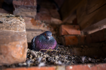 Dove pigeon is sitting on the nestのeditorial素材