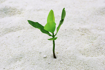 Green sprout growing out from sand at tropical islandの写真素材