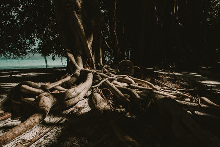 Banyan tree at tropical island at summertimeの写真素材