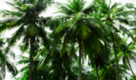Green palm trees at tropical forest island, blurred backgroundの写真素材