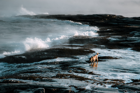 Dogs on northshore at Barents Sea in Arctic Oceanの写真素材