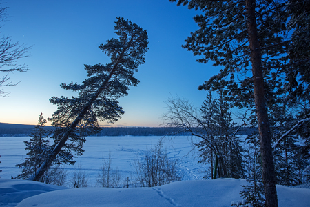 Pine trees forest at winter twilight. Nature landscapeの写真素材