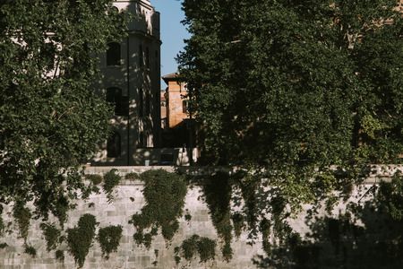 Plant on wall in Rome. Italy, Europeの写真素材