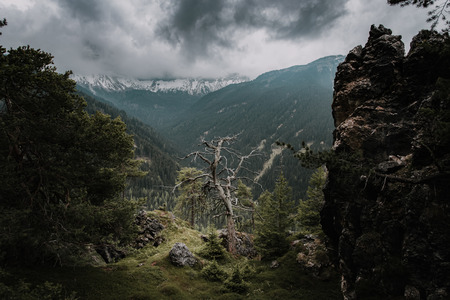 Green forest and snowy mountains. Dolomites Alpsの写真素材