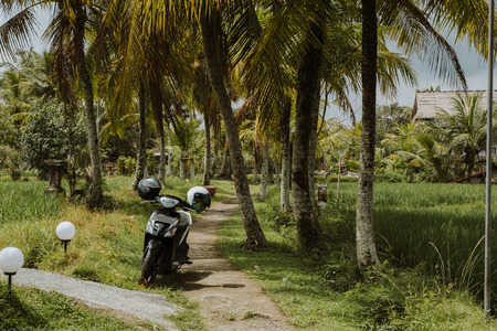 Motorbike is parked at rice terrace. Bali, Indonesiaの写真素材