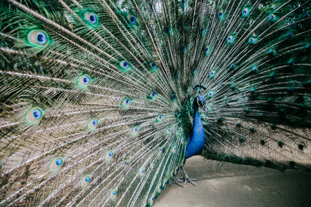 Male peacock bird. Open feathers tail. Pavo Cristatus の写真素材