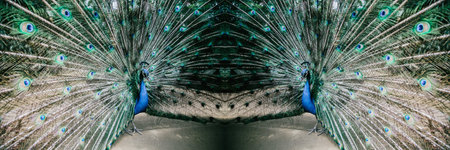 Male peacock bird. Open feathers tail. Pavo Cristatus 